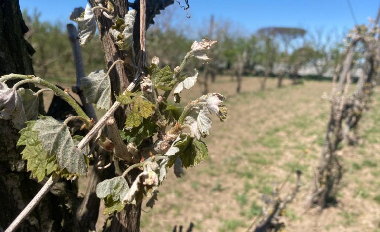 GIORNATA AMBIENTE: COLDIRETTI TOSCANA, CON -38% TERRENO FERTILE TERRITORIO E’ PIU’ FRAGILE ED ESPOSTO EFFETTI CRISI CLIMATICA