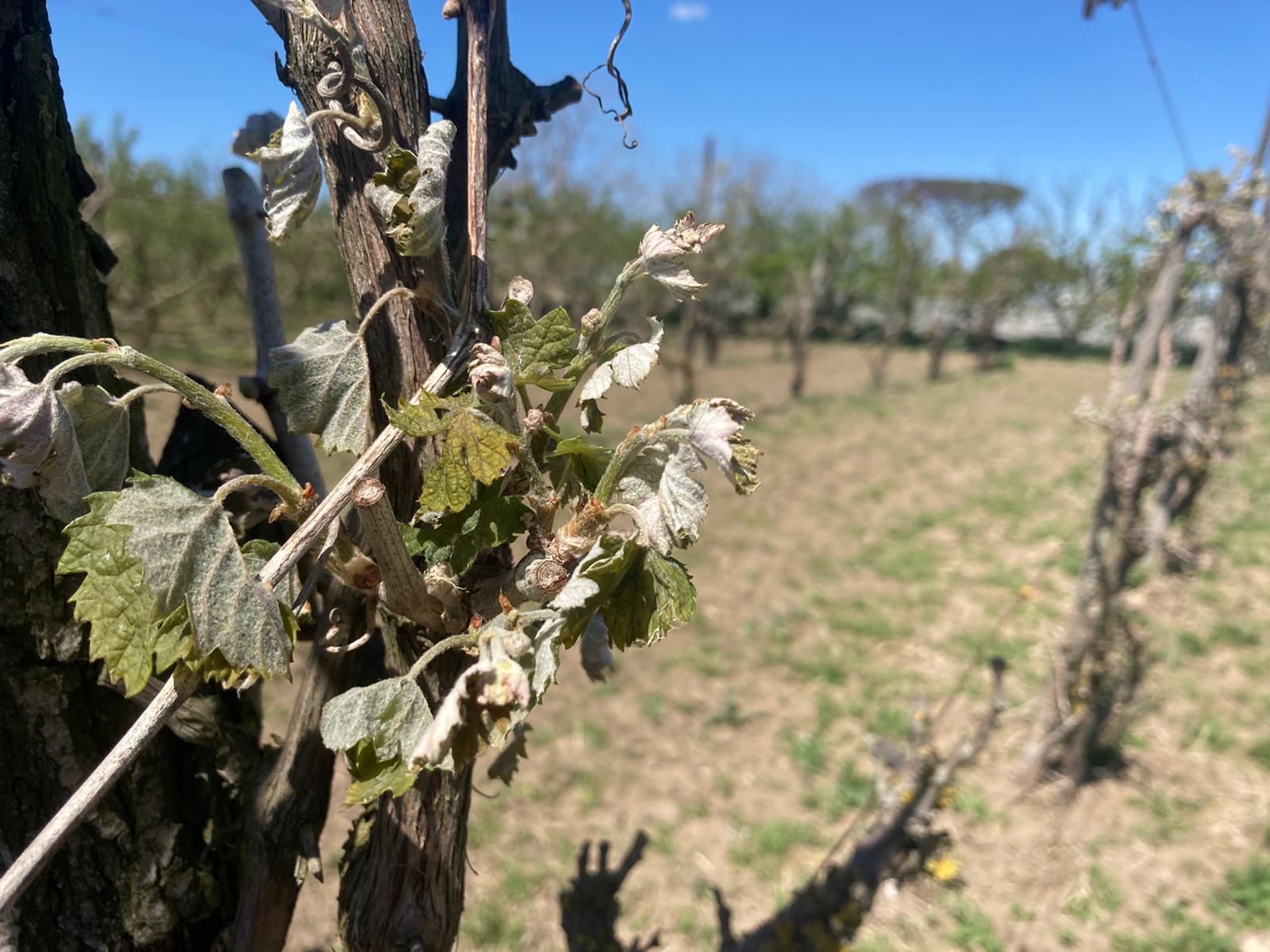 GIORNATA AMBIENTE: COLDIRETTI TOSCANA, CON -38% TERRENO FERTILE TERRITORIO E’ PIU’ FRAGILE ED ESPOSTO EFFETTI CRISI CLIMATICA