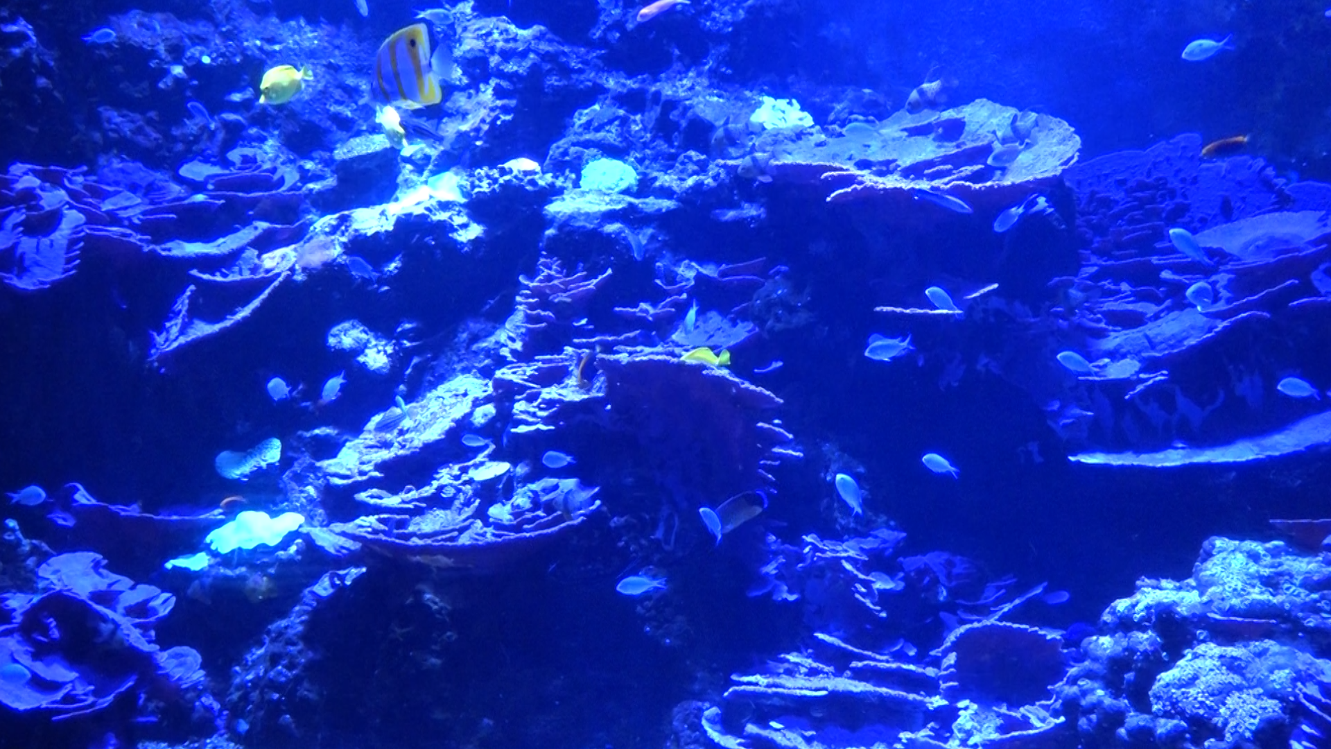Primo Piano: Acquario di Livorno