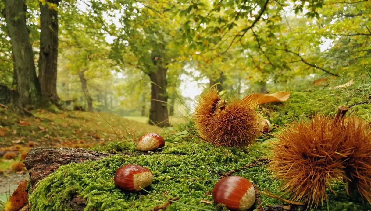 Tutte le lingue del mondo raccontano le castagne toscane: l’ateneo di Siena protagonista di un progetto di turismo slow