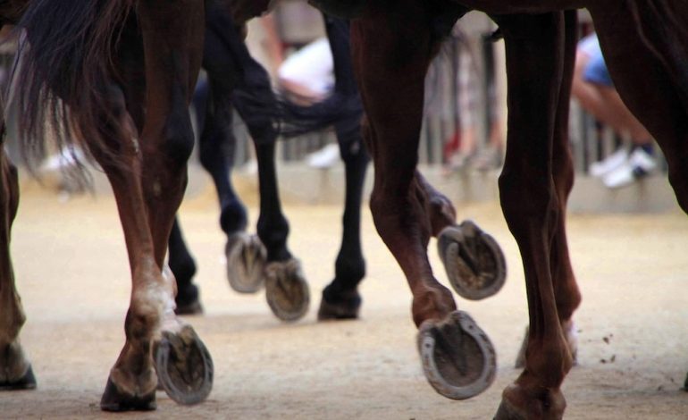Palio 16 agosto, gli orari delle previsite del 6 e 7 agosto