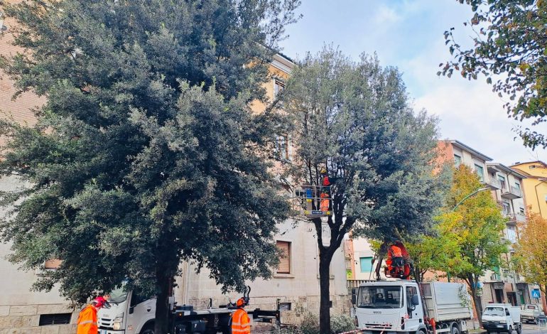 Potature di alberi, proseguono le operazioni in zona ospedale, via delle Province e San Prospero
