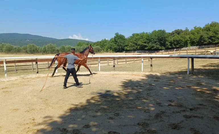 Palio 16 agosto, gli orari delle previsite al Ceppo