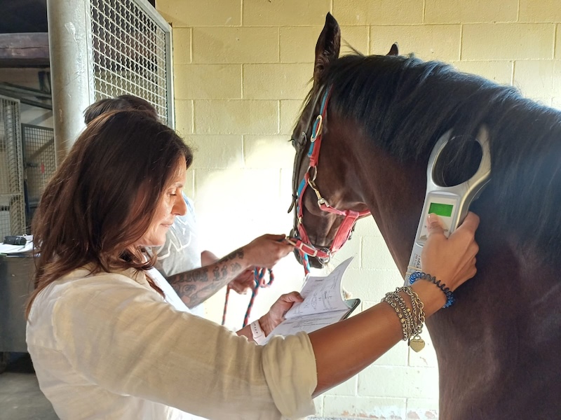 Palio dell’Assunta, l’impegno dei veterinari dell’Asl Toscana Sud Est