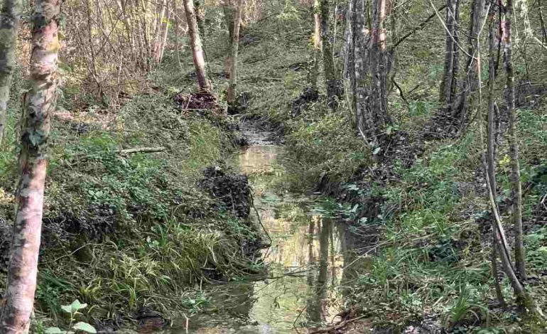Il Consorzio di Bonifica 6 Toscana Sud ha eseguito le manutenzioni sui corsi d’ acqua di Chiusdino