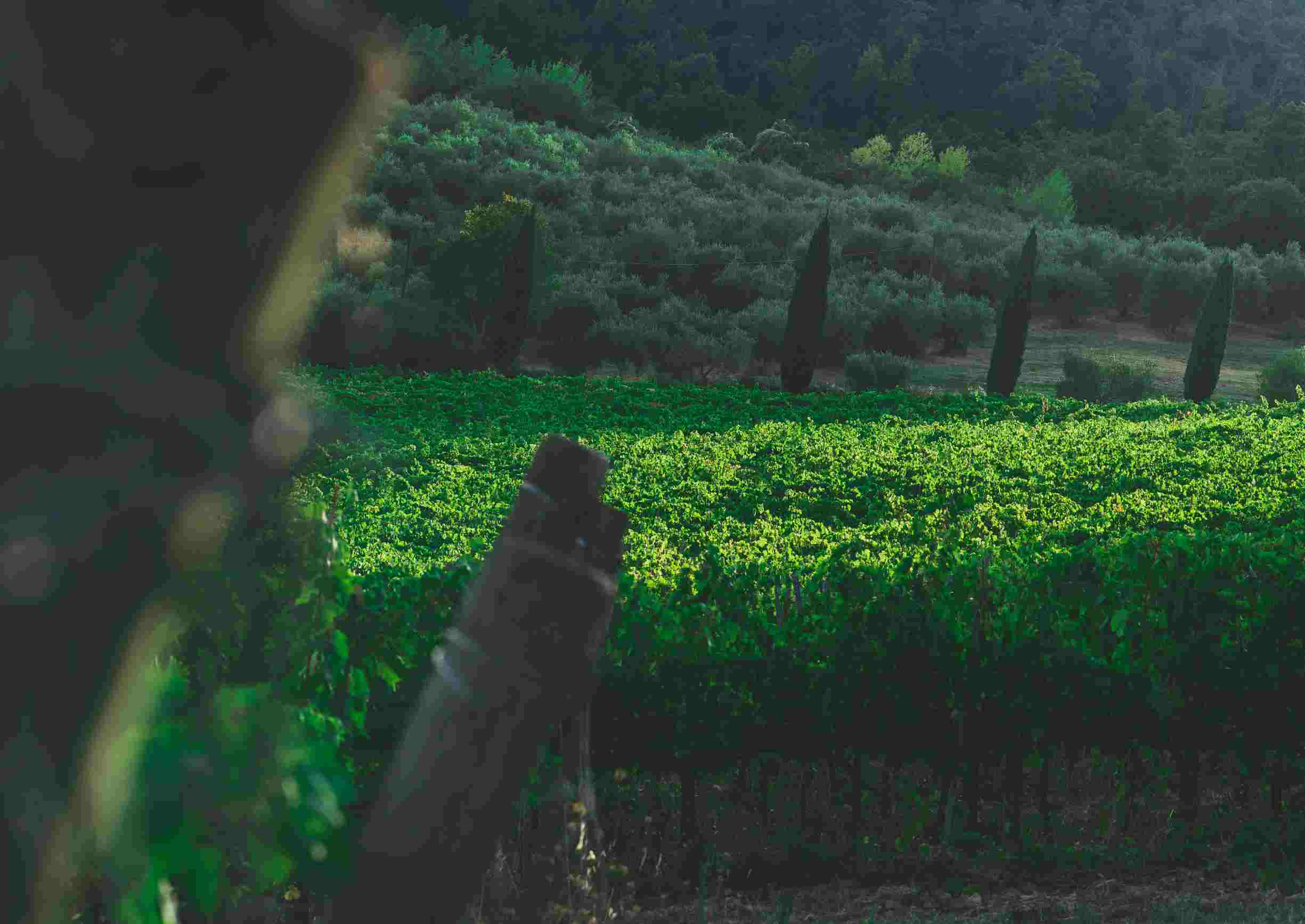 Al via domani la missione in Nigeria del Consorzio Vino Chianti