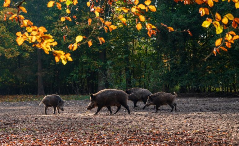 Peste suina africana, deroghe in tempi record a favore degli allevamenti