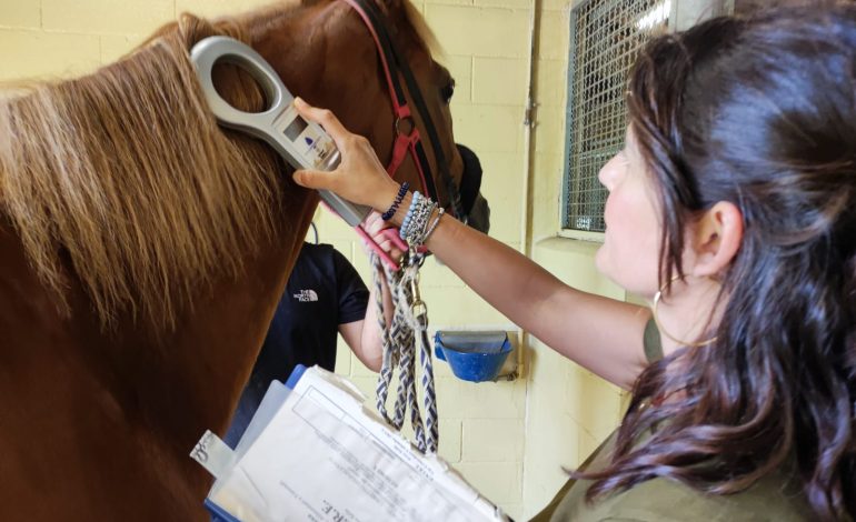 Palio dell’Assunta, l’impegno dei veterinari dell’Asl Toscana sud est