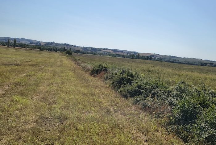 Buonconvento, intervento di manutenzione ordinaria sul fosso Bonifangole