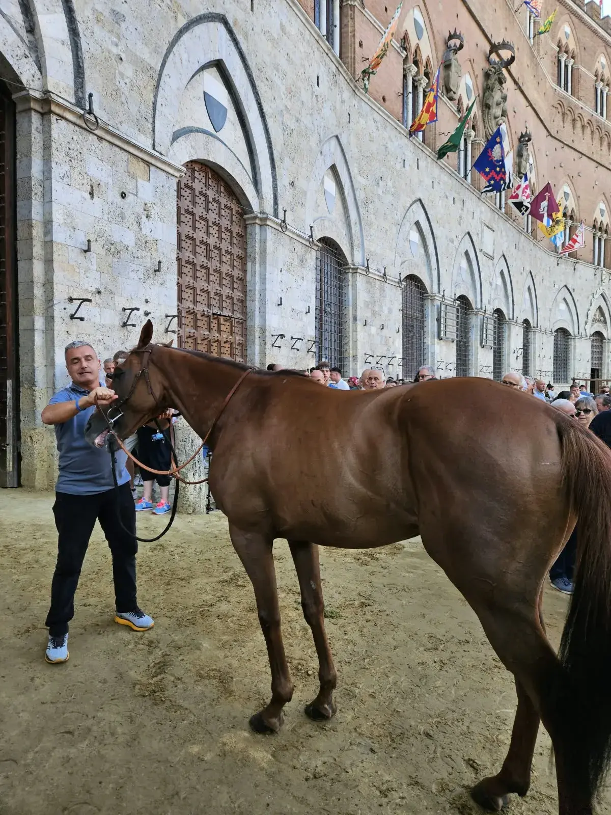 Palio 16 agosto, le batterie della Tratta