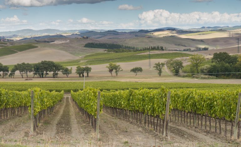 Vino, Consorzio Brunello: Red Montalcino debutta a Siena il 2 ottobre