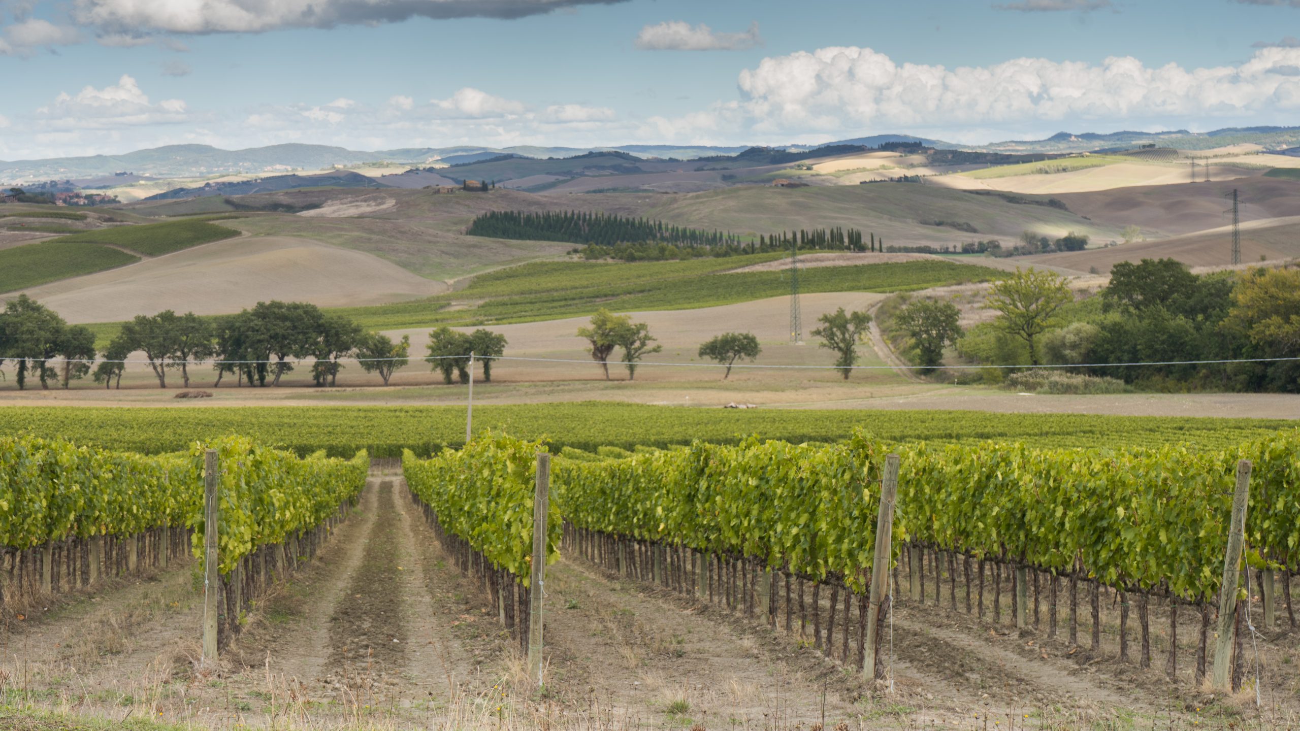 Vino, Consorzio Brunello: Red Montalcino debutta a Siena il 2 ottobre