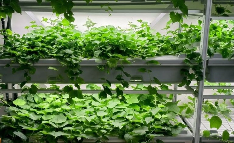 Viticoltura più resiliente ai cambiamenti climatici: al Santa Chiara Lab i primi risultati di un progetto di ricerca