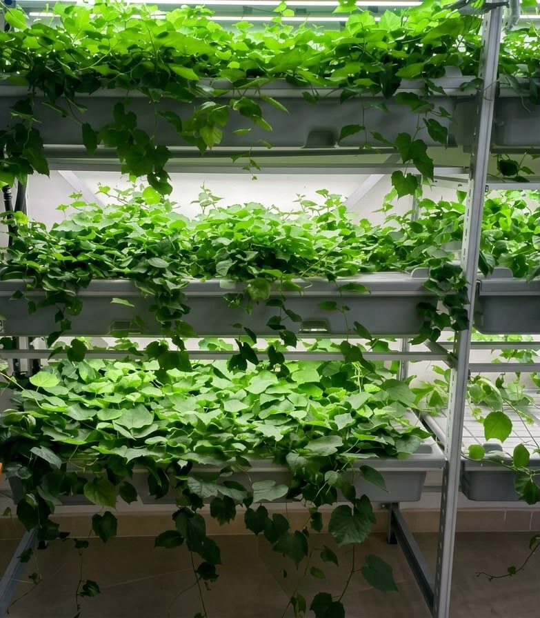 Viticoltura più resiliente ai cambiamenti climatici: al Santa Chiara Lab i primi risultati di un progetto di ricerca